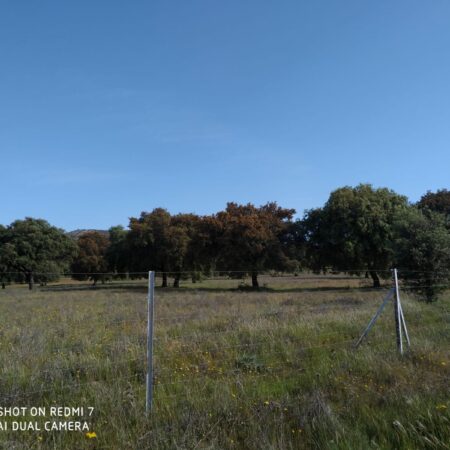 Dehesa de 220 hectárea en Almadén.