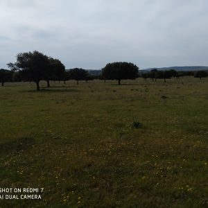 Dehesa en Almadén de 200 hectárea