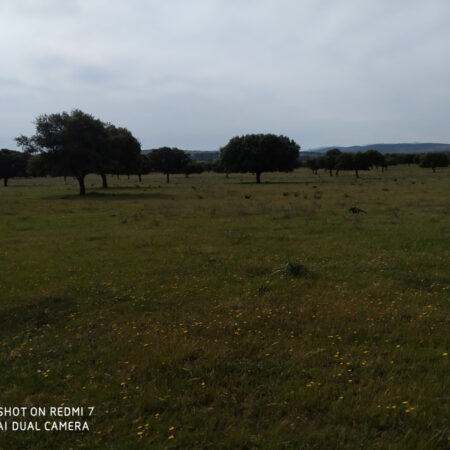 Dehesa en Almadén de 200 hectárea