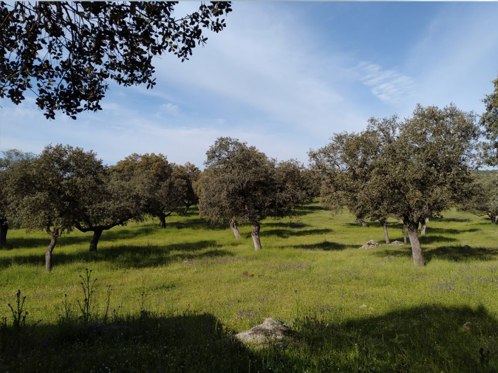 FINCA-EN-CONQUISTA(1)