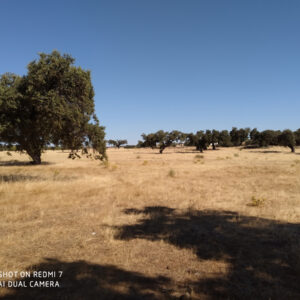 Finca de encinar de 180 hectárea en Fuente Obejuna.