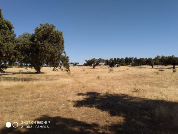 Finca de encinar de 180 hectárea en Fuente Obejuna.