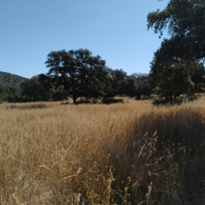 Finca en Santa Eufemia