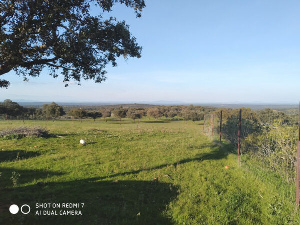 Finca de 23 hectárea de encinas y labor en Villanueva de el duque - Imagen 4