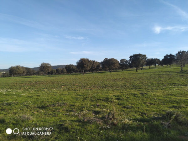 Finca de 23 hectárea de encinas y labor en Villanueva de el duque - Imagen 5
