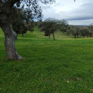 Finca de encinar en el valle de los Pedroches