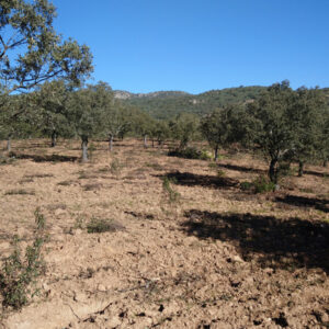 Finca en fuencaliente que consta de 28 ha