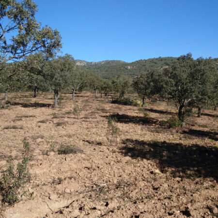 Finca en fuencaliente que consta de 28 ha