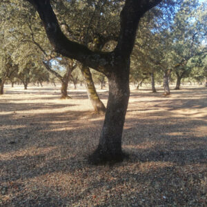Finca de encinas de 80 ha muy denso