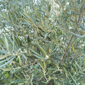 13 hectárea de olivar y Monte en Villanueva de Córdoba