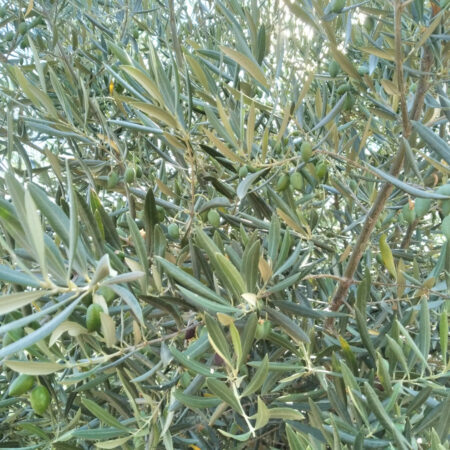 13 hectárea de olivar y Monte en Villanueva de Córdoba
