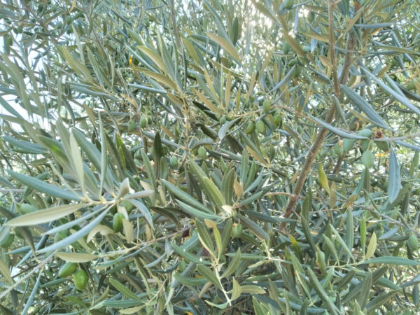 13 hectárea de olivar y Monte en Villanueva de Córdoba