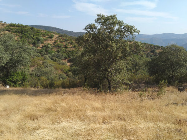 13 hectárea de olivar y Monte en Villanueva de Córdoba - Imagen 3