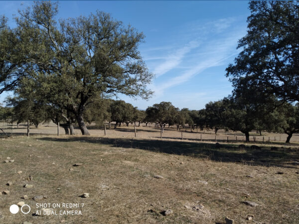 Finca en Cardeña de 54 hectárea. - Imagen 2