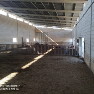 Granja de cerdos en Belalcázar