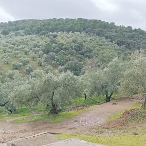 FINCA DE OLIVAR a 15 minutos de Pozoblanco (Córdoba) con 1.800 olivos y 13 hectáreas de terreno.