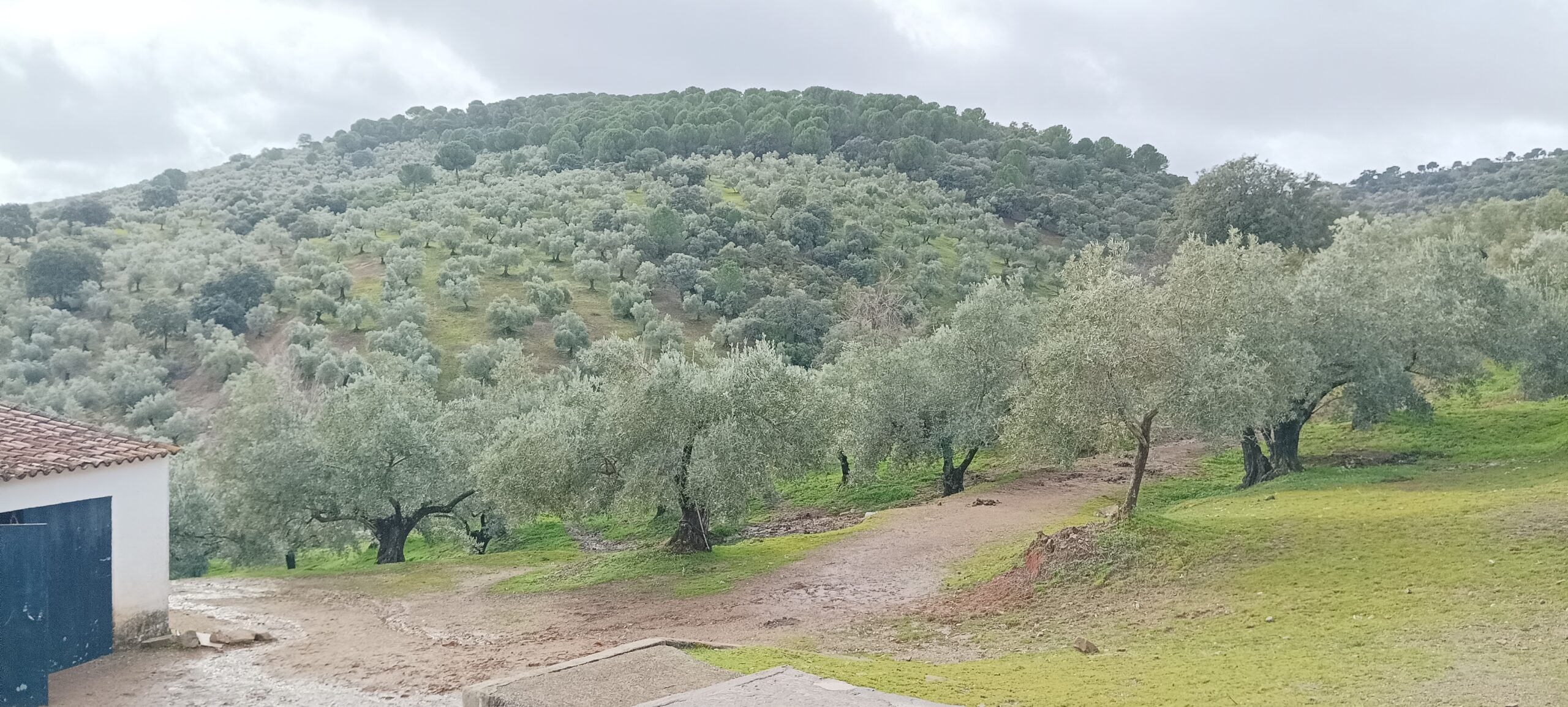 FINCA DE OLIVAR a 15 minutos de Pozoblanco (Córdoba) con 1.800 olivos y 13 hectáreas de terreno.